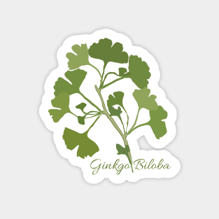 Branch of Ginkgo biloba Sticker